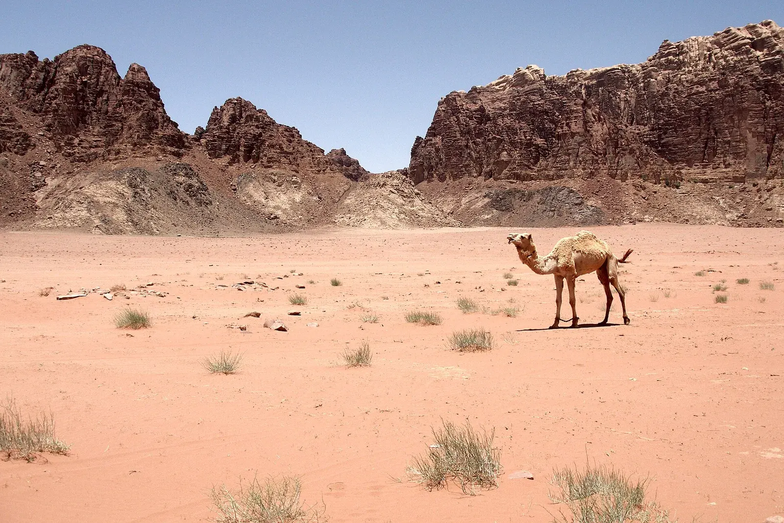 A camel on the red sand of Wadi Rum below sandstone cliffs
