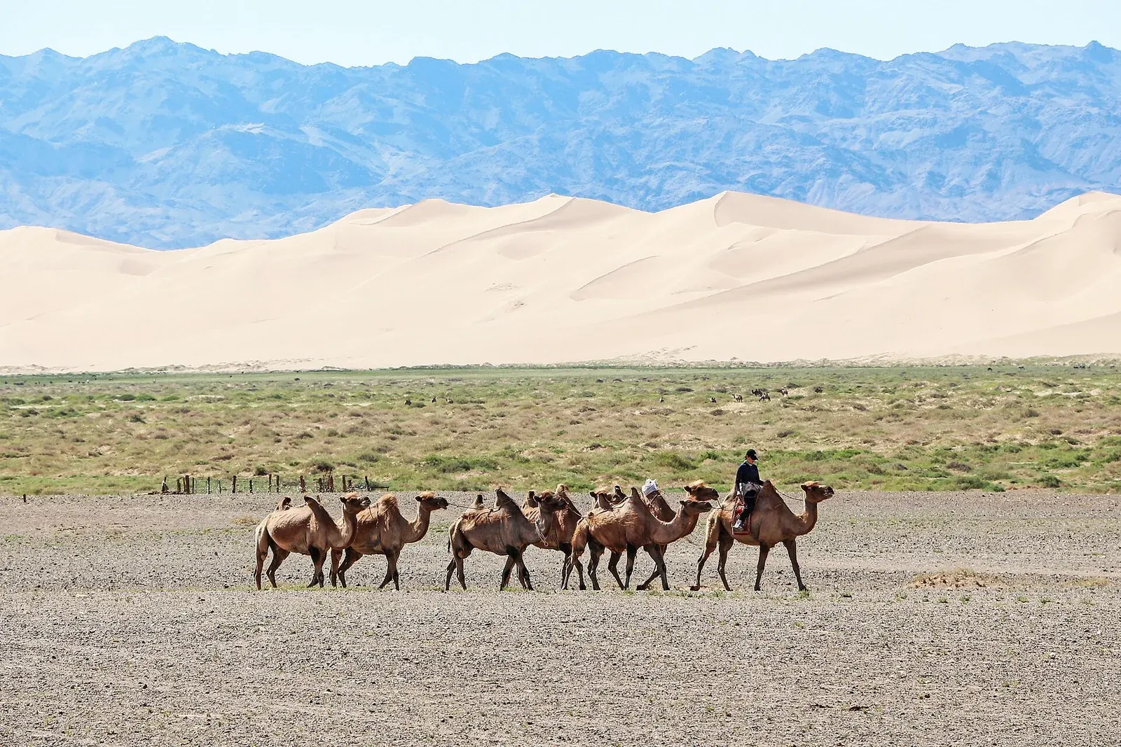 A camel caravan crossing the plain below the Khongoryn Els sand dunes
